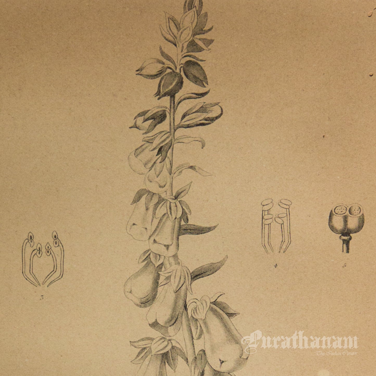 Digitalis Purpurea - Purple Foxglove