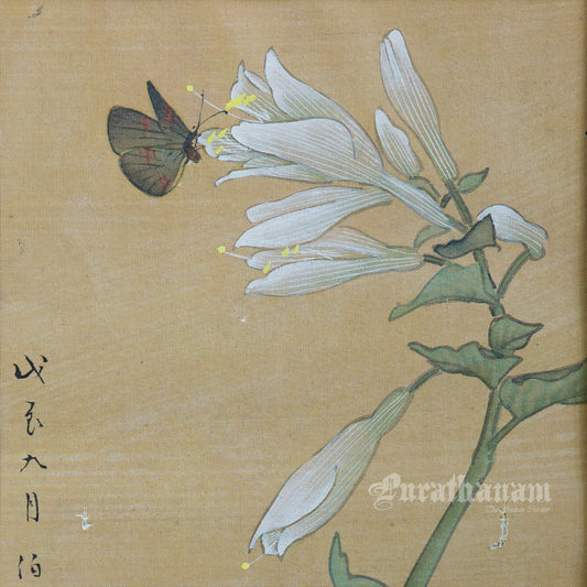 Butterfly - Japanese  art (shui-mo)