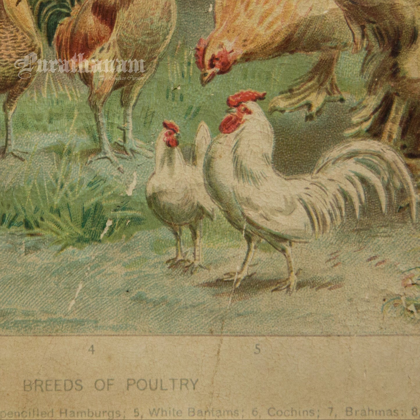 Hens & Cocks - Bird Art / Avian Art - Chromolithograph Print