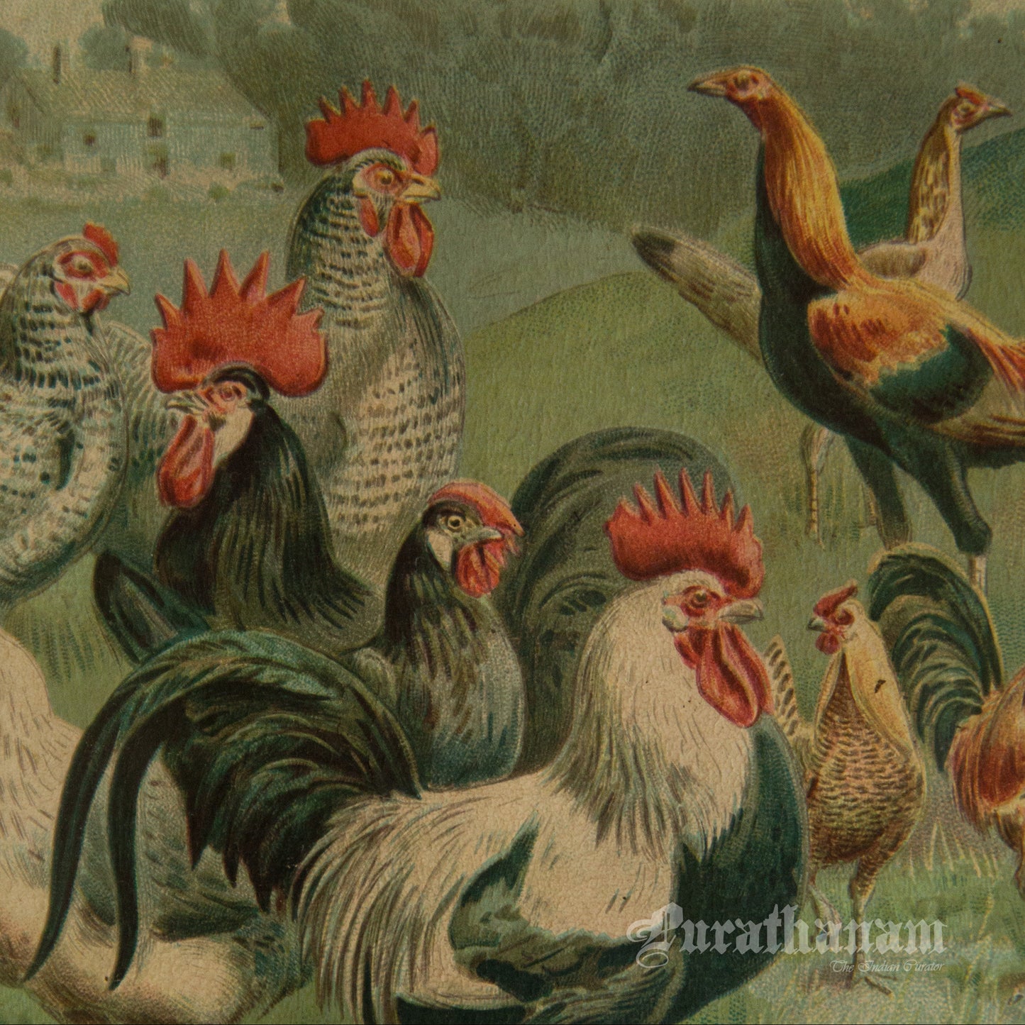 Hens & Cocks - Bird Art / Avian Art - Chromolithograph Print