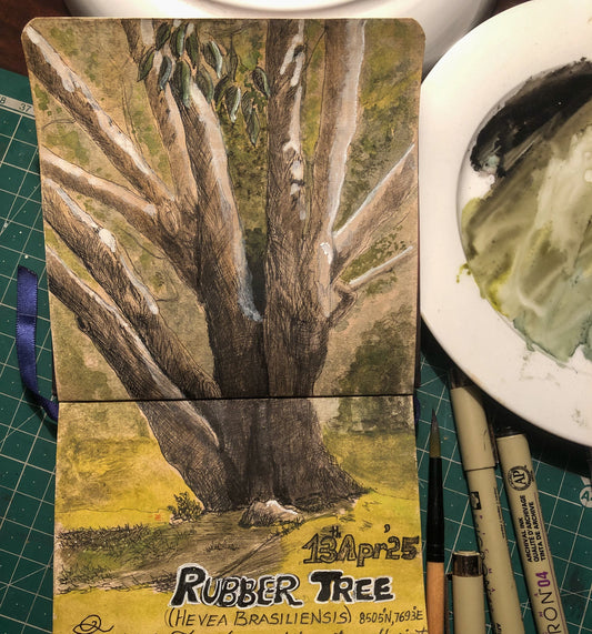 Journey of a Rubber Tree!!