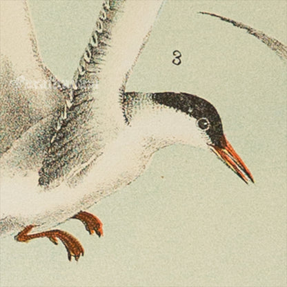 Bird - Chromo lithograph print (Plate - XI) by Theodore Jasper -  Bird Art / Avian Art