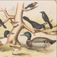 Bird - Chromo lithograph print (Plate - LII) by Theodore Jasper -  Bird Art / Avian Art