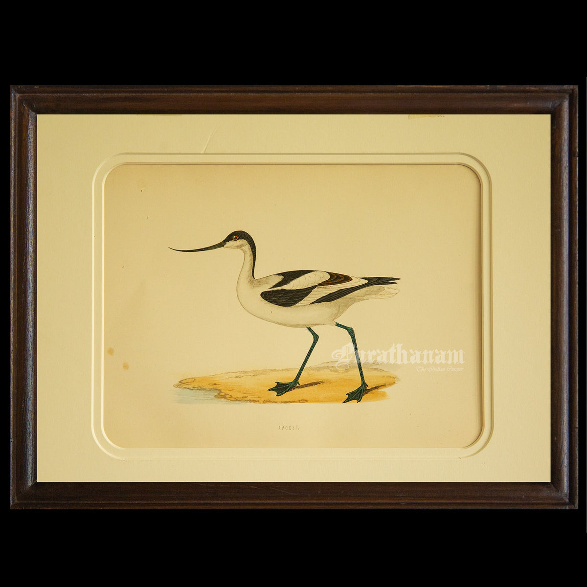 Bird -Avocet - Hand-Coloured Wood Engraving - Bird Art / Avian Art