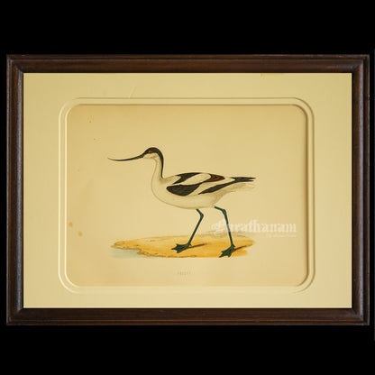 Bird -Avocet - Hand-Coloured Wood Engraving - Bird Art / Avian Art