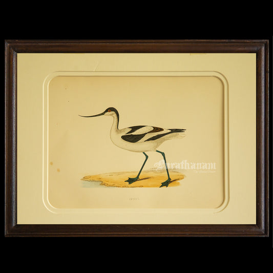 Bird -Avocet - Hand-Coloured Wood Engraving - Bird Art / Avian Art