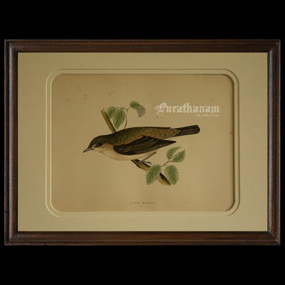 Bird - Garden Warbler - Hand-Coloured Wood Engraving - Bird Art / Avian Art