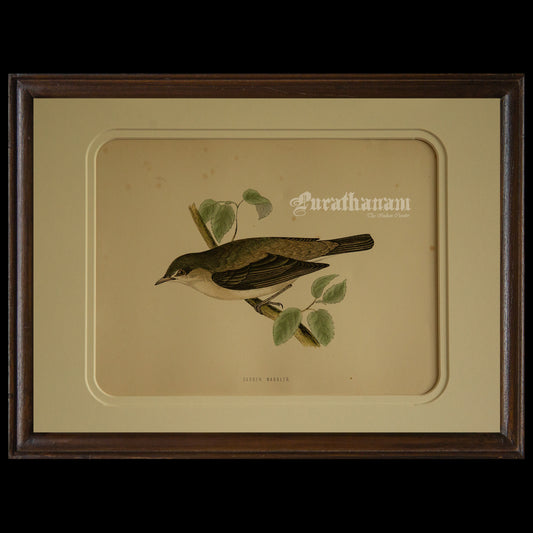 Bird - Garden Warbler - Hand-Coloured Wood Engraving - Bird Art / Avian Art