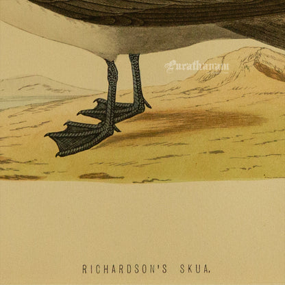 Bird -Richardson’s  Skua - Hand-Coloured Wood Engraving - Bird Art / Avian Art