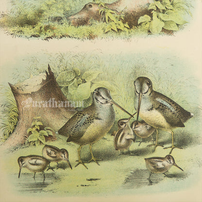 Bird - Chromo lithograph print (Plate - IX) -  Bird Art / Avian Art