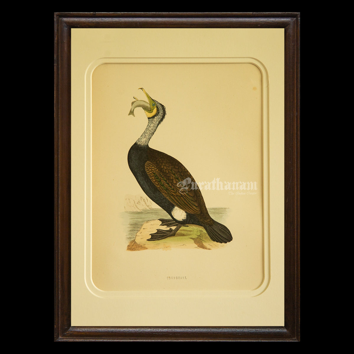 Bird - Cormorant - Hand-Coloured Wood Engraving - Bird Art / Avian Art