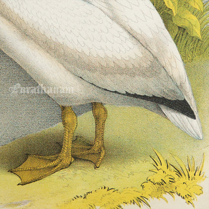 Bird - Chromo lithograph print (Plate - LI) by Theodore Jasper -  Bird Art / Avian Art