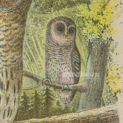 Bird - Barred Owl Chromo lithograph print (Plate - XXII) by Theodore Jasper -  Bird Art / Avian Art