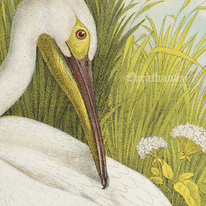 Bird - Chromo lithograph print (Plate - LI) by Theodore Jasper -  Bird Art / Avian Art