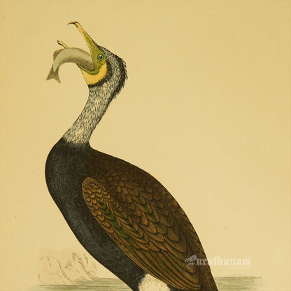 Bird - Cormorant - Hand-Coloured Wood Engraving - Bird Art / Avian Art