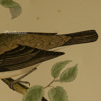 Bird - Garden Warbler - Hand-Coloured Wood Engraving - Bird Art / Avian Art