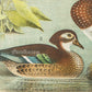 Bird - Chromo lithograph print (Plate - VIII) by Theodore Jasper -  Bird Art / Avian Art