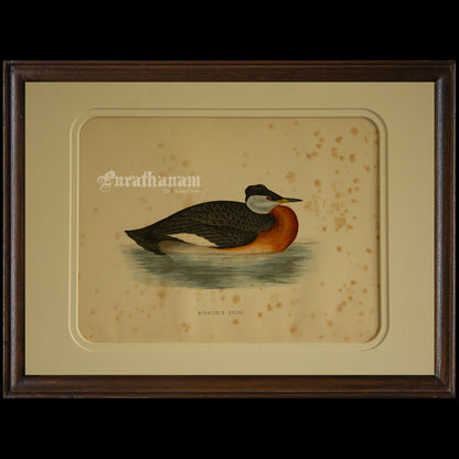 Bird -Eared Grebe - Hand-Coloured Wood Engraving - Bird Art / Avian Art