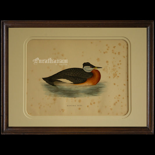 Bird -Eared Grebe - Hand-Coloured Wood Engraving - Bird Art / Avian Art