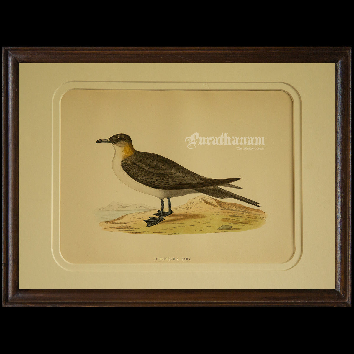 Bird -Richardson’s  Skua - Hand-Coloured Wood Engraving - Bird Art / Avian Art