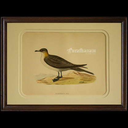 Bird -Richardson’s  Skua - Hand-Coloured Wood Engraving - Bird Art / Avian Art