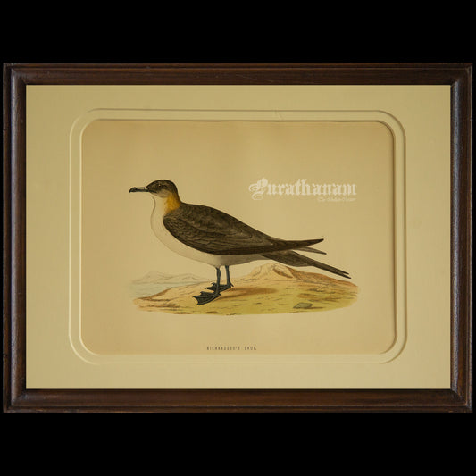 Bird -Richardson’s  Skua - Hand-Coloured Wood Engraving - Bird Art / Avian Art