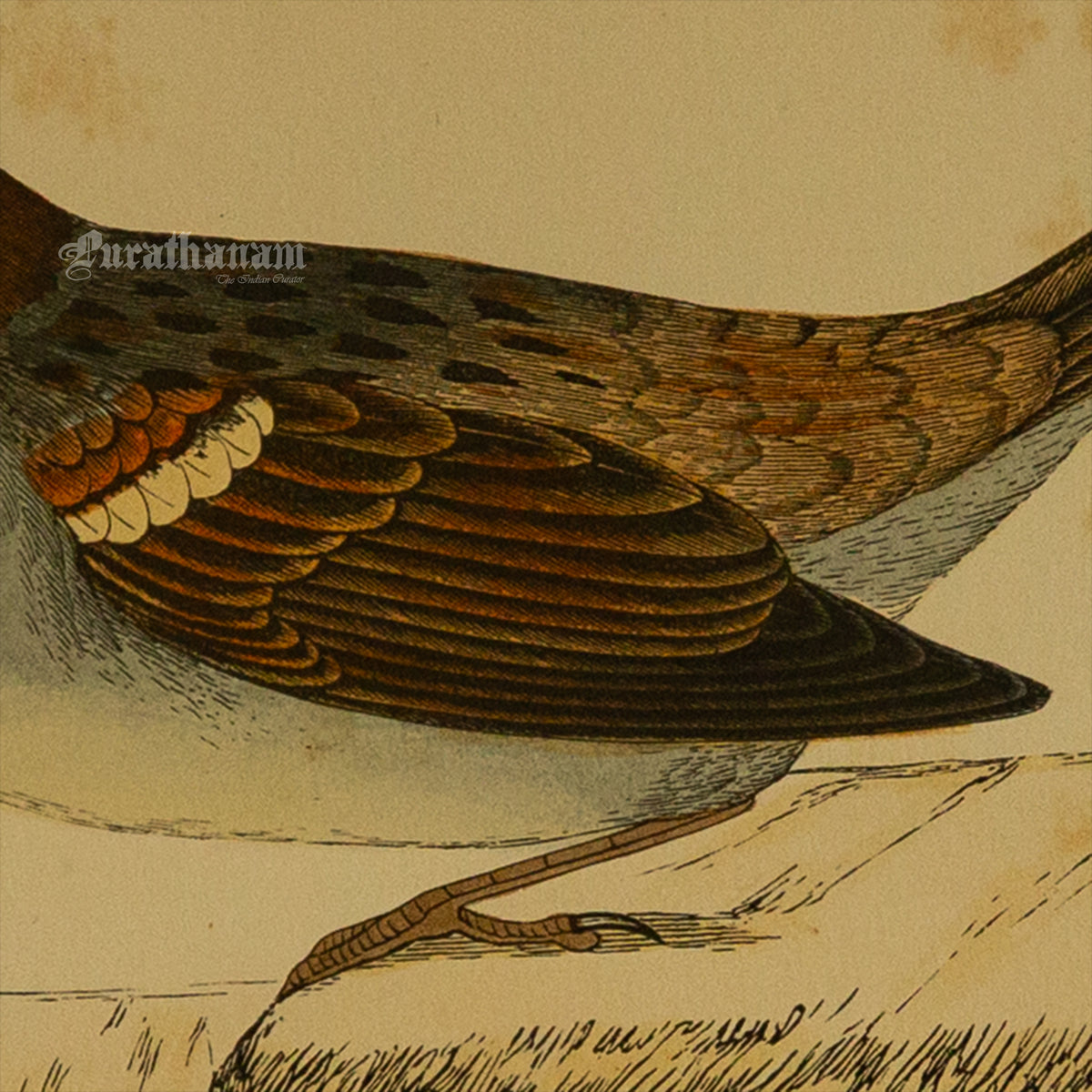 Bird -Sparrow - Hand-Coloured Wood Engraving - Bird Art / Avian Art