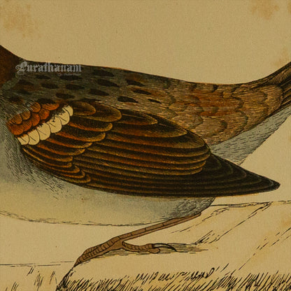 Bird -Sparrow - Hand-Coloured Wood Engraving - Bird Art / Avian Art