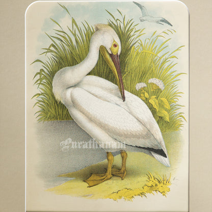 Bird - Chromo lithograph print (Plate - LI) by Theodore Jasper -  Bird Art / Avian Art