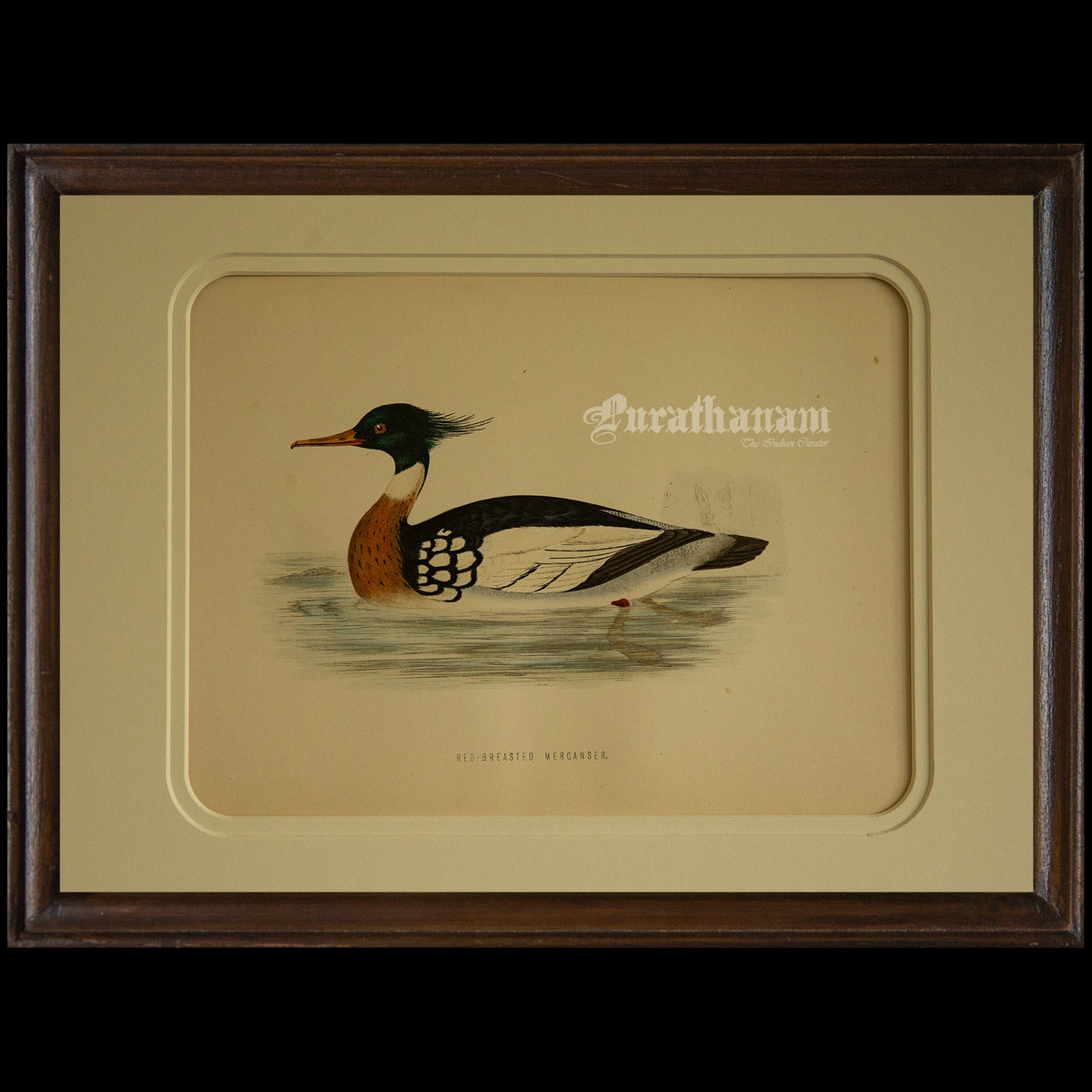 Bird -Red Breasted Merganser - Hand-Coloured Wood Engraving - Bird Art / Avian Art