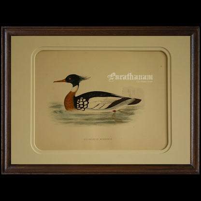 Bird -Red Breasted Merganser - Hand-Coloured Wood Engraving - Bird Art / Avian Art