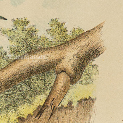 Bird - Chromo lithograph print (Plate - XIX) by Theodore Jasper -  Bird Art / Avian Art