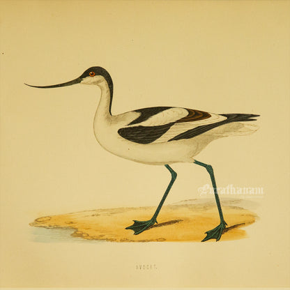 Bird -Avocet - Hand-Coloured Wood Engraving - Bird Art / Avian Art