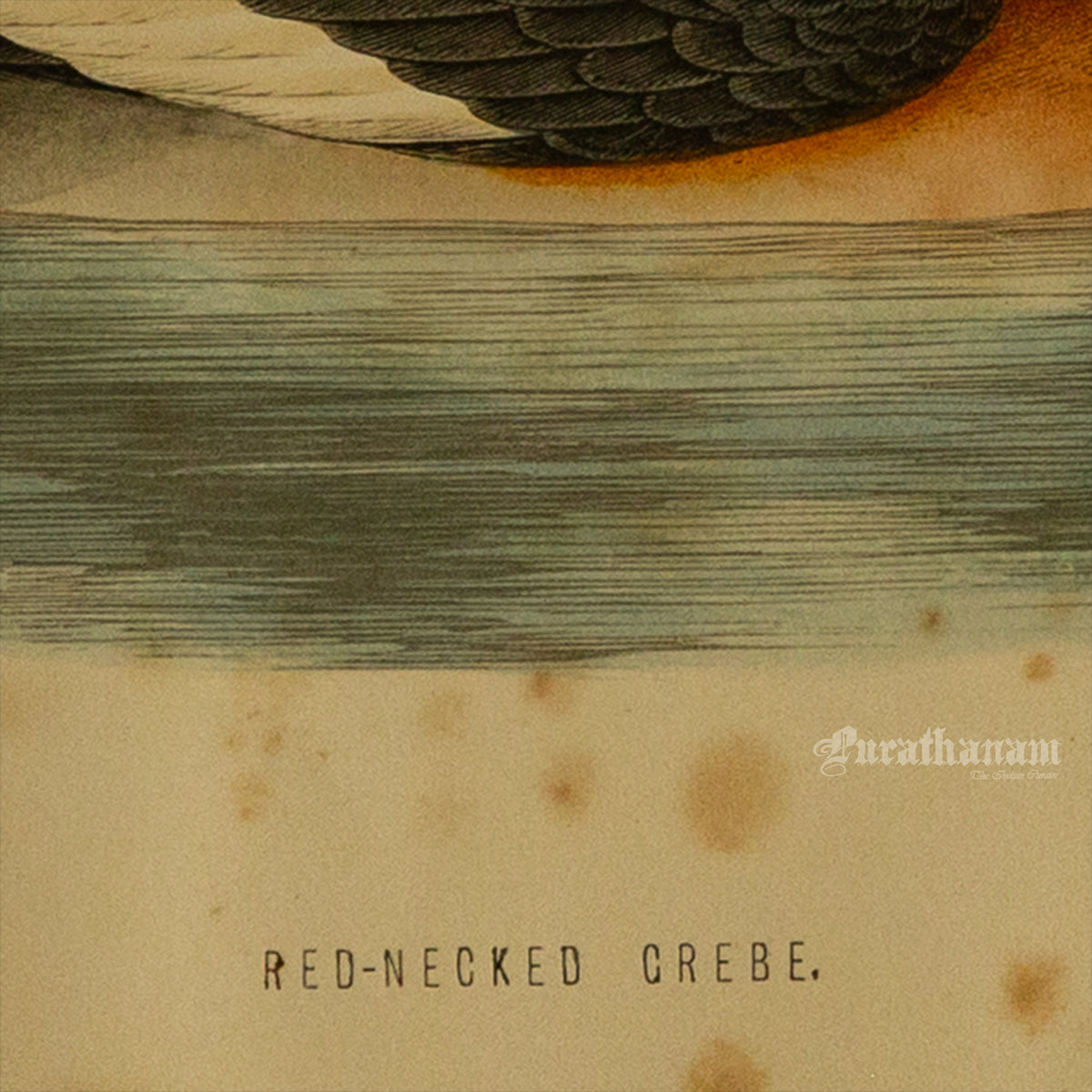 Bird -Eared Grebe - Hand-Coloured Wood Engraving - Bird Art / Avian Art