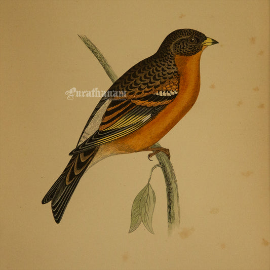 Bird -Mountain Finch- Hand-Coloured Wood Engraving - Bird Art / Avian Art