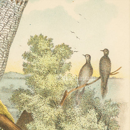Bird - Chromo lithograph print (Plate - XX) by Theodore Jasper -  Bird Art / Avian Art