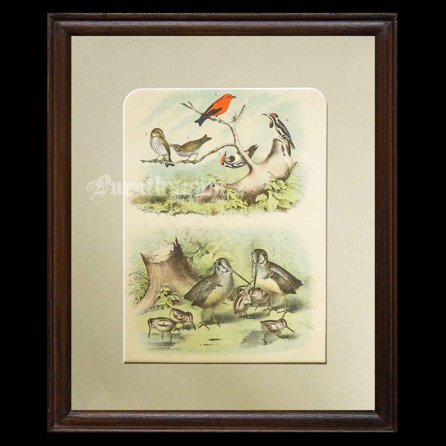 Bird - Chromo lithograph print (Plate - IX) -  Bird Art / Avian Art