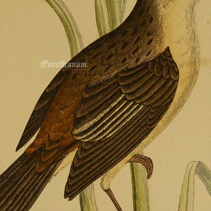 Bird -Sedge Warbler - Hand-Coloured Wood Engraving - Bird Art / Avian Art