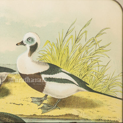 Bird - Chromo lithograph print (Plate - XXI) -  Bird Art / Avian Art