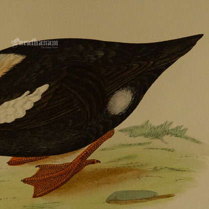 Bird - King Duck - Hand-Coloured Wood Engraving - Bird Art / Avian Art