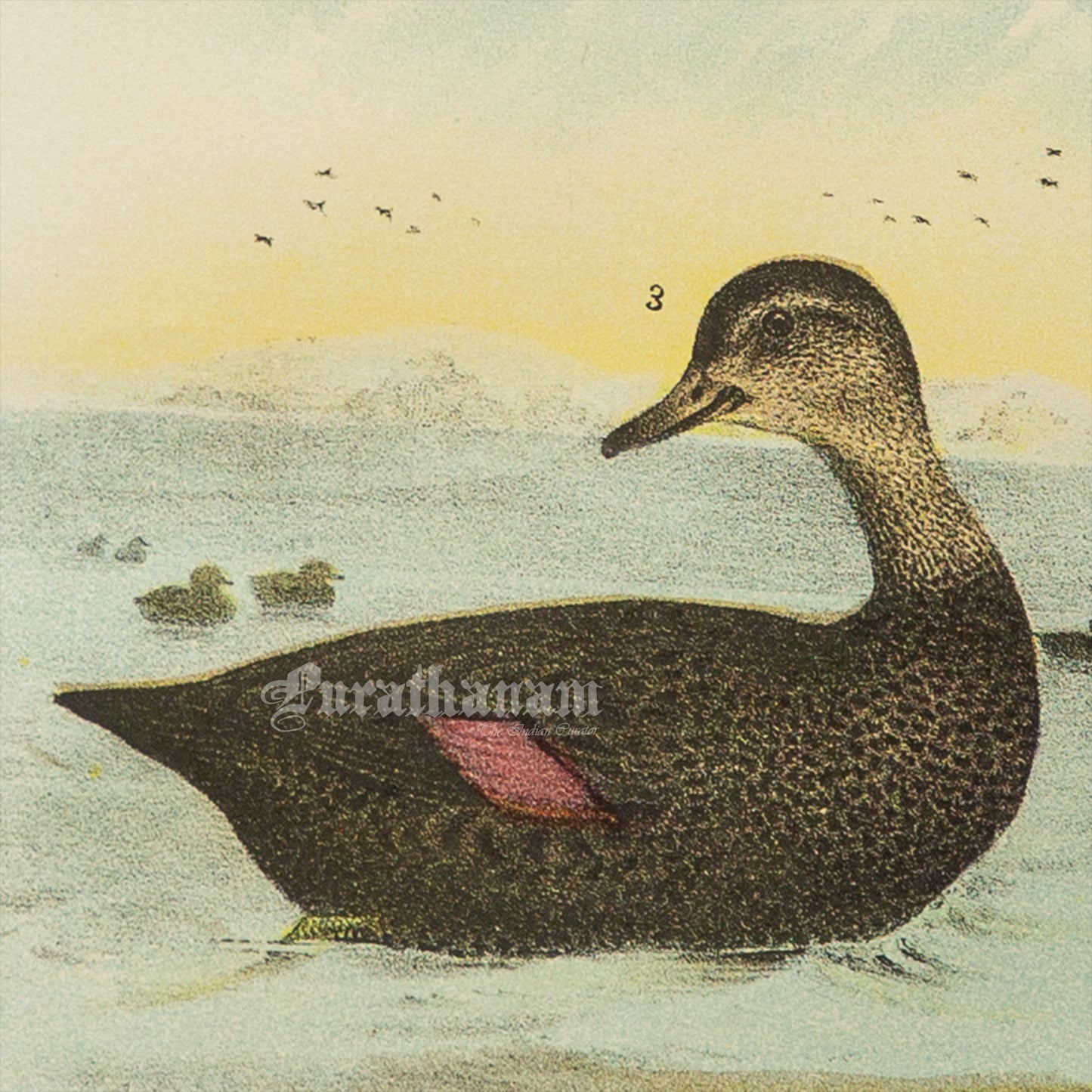 Bird - Chromo lithograph print (Plate - LVIII) by Theodore Jasper -  Bird Art / Avian Art