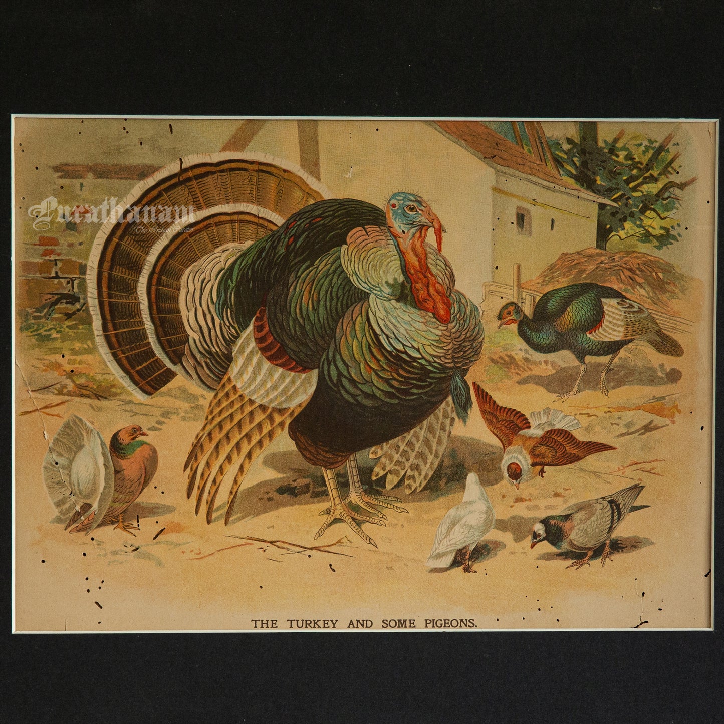 The Turkey and some Pigeons - Bird Art / Avian Art - Chromolithograph Print