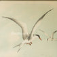 Bird - Chromo lithograph print (Plate - XI) by Theodore Jasper -  Bird Art / Avian Art