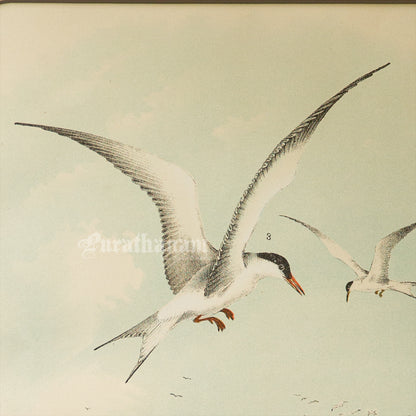 Bird - Chromo lithograph print (Plate - XI) by Theodore Jasper -  Bird Art / Avian Art