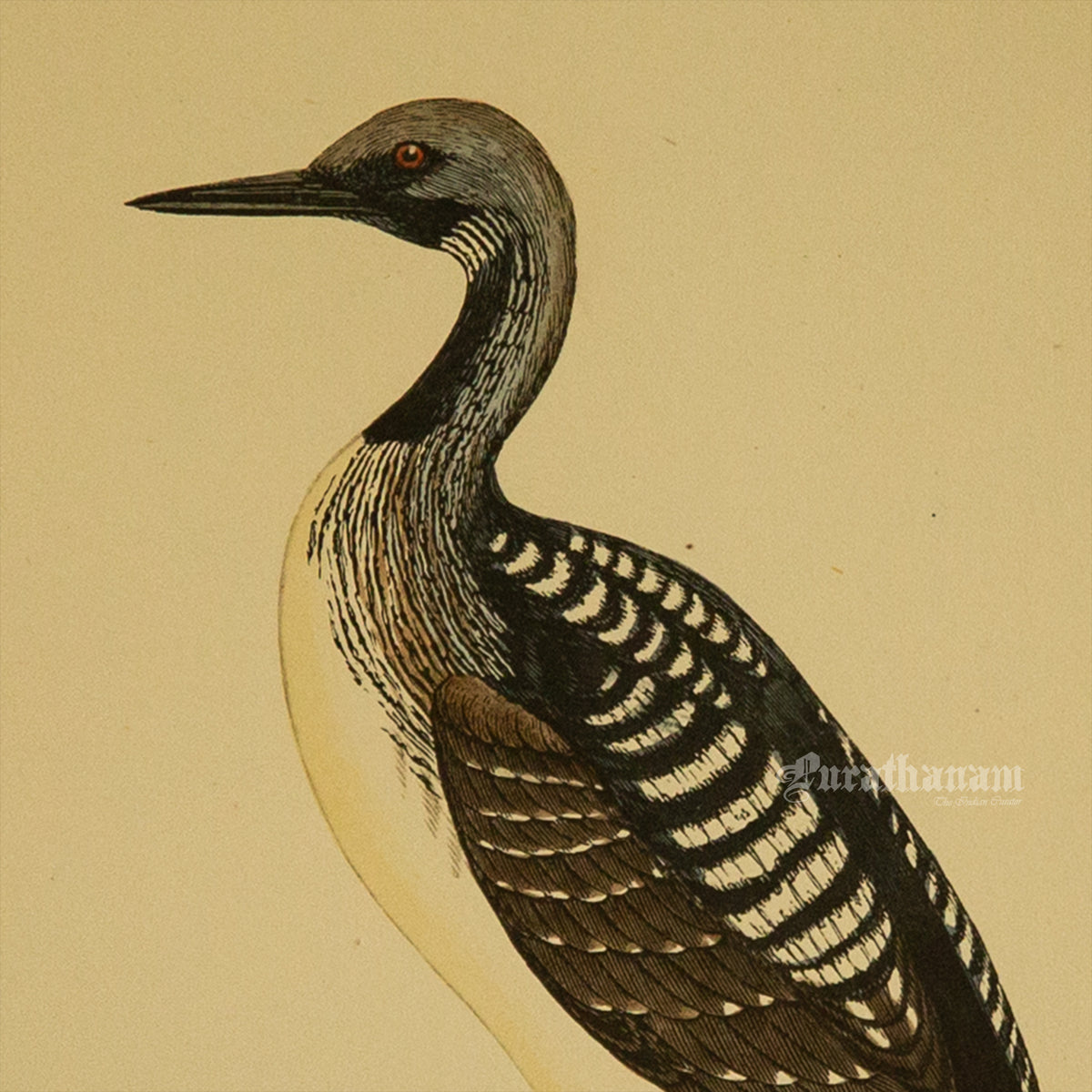 Bird -Black Throated Diver - Hand-Coloured Wood Engraving - Bird Art / Avian Art