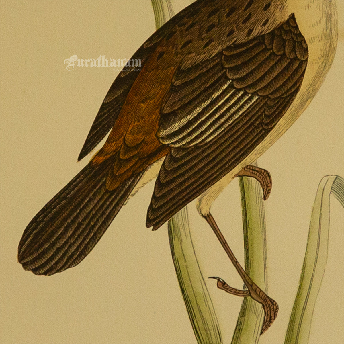 Bird -Sedge Warbler - Hand-Coloured Wood Engraving - Bird Art / Avian Art