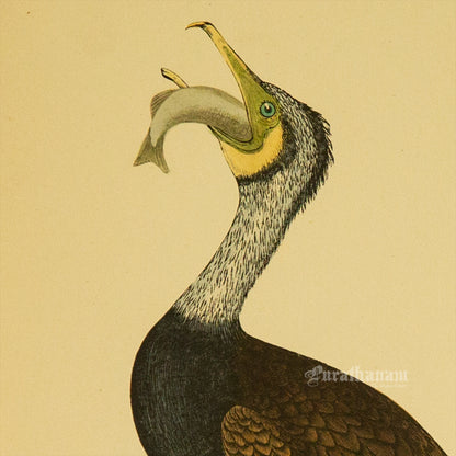 Bird - Cormorant - Hand-Coloured Wood Engraving - Bird Art / Avian Art