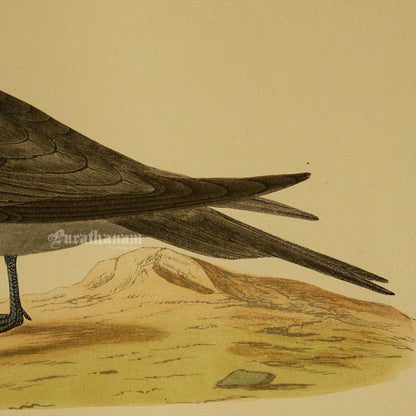 Bird -Richardson’s  Skua - Hand-Coloured Wood Engraving - Bird Art / Avian Art