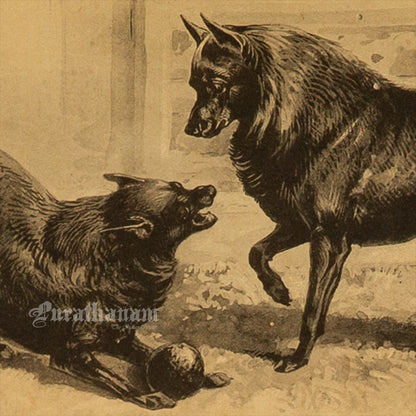 Dogs- Playful Encounter – Schipperke Study, Antique Book Plate (Wildlife Art)- Photogravure Print