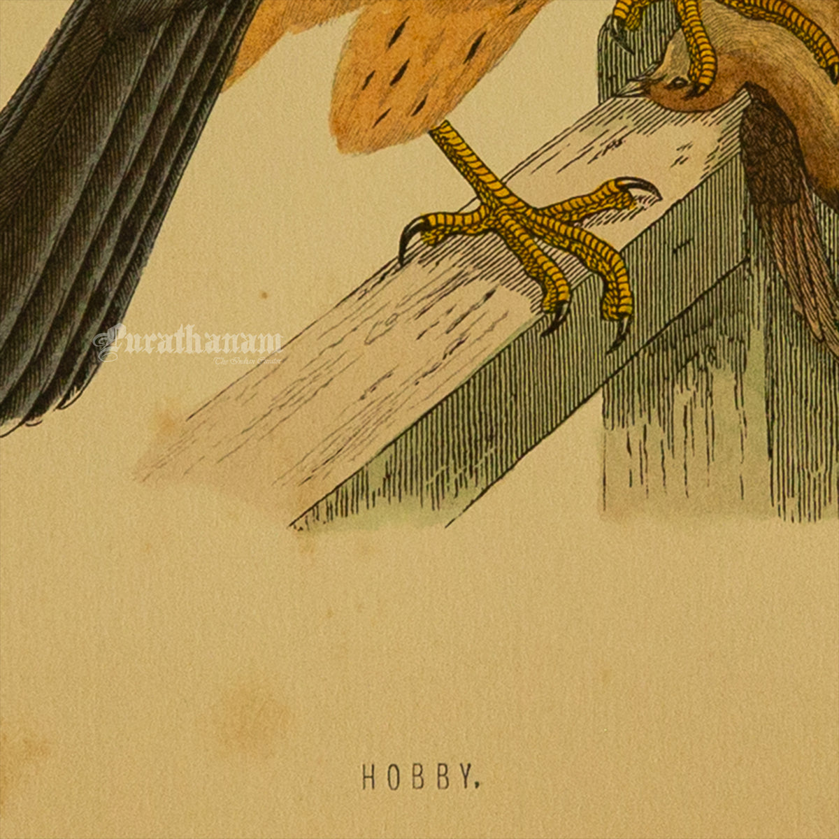 Bird - Hobby- Hand-Coloured Wood Engraving - Bird Art / Avian Art